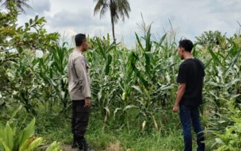Bhabinkamtibmas Labuapi Dampingi Petani Jagung Perkuat Ketahanan Pangan