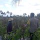 Bhabinkamtibmas Desa Masbagik Utara Perkuat Ketahanan Pangan Lewat Sambang Petani dan Monitoring Tanaman