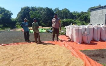 Bhabinkamtibmas Desa Soritatanga Pantau Pascapanen Jagung, Edukasi Petani Jaga Kualitas Hasil Panen