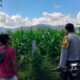 Bhabinkamtibmas Desa Tanju Intensif Dampingi Petani Jagung, Perkuat Ketahanan Pangan di Kecamatan Manggelewa