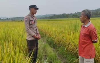 Dampingi Petani Padi di Desa Lunyuk Ode, Bhabinkamtibmas Dorong Optimalisasi Pekarangan Rumah