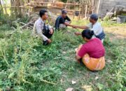 Bhabinkamtibmas Desa Kadindi Ajak Warga Optimalkan Pekarangan untuk Dukung Ketahanan Pangan dan Jaga Kamtibmas