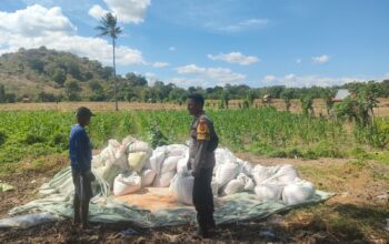 Dukung Ketahanan Pangan Nasional, Bhabinkamtibmas Desa Moyo Mekar Tinjau Tanaman Jagung dan Motivasi Petani