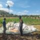 Dukung Ketahanan Pangan Nasional, Bhabinkamtibmas Desa Moyo Mekar Tinjau Tanaman Jagung dan Motivasi Petani