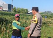 Menjelang Fase Generatif Tanaman Jagung, Ini Aksi Bhabinkamtibmas Amankan Ketahanan Pangan Nasional