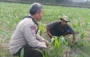 Dorong Produktivitas Pertanian, Polsek Batulayar Beri Pendampingan Intensif di Lombok Barat