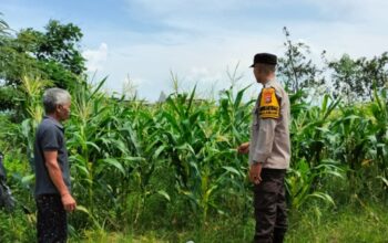 Kemandirian dari Rumah Bagaimana Polsek Labuapi Membangun Fondasi Ketahanan Pangan Nasional
