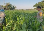 Menatap Swasembada Cara Polsek Labuapi Jaga Ketahanan Pangan Lewat Pendampingan Intensif Petani Jagung