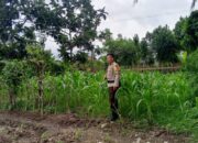 Dukung Program Presiden Prabowo, Polsek Labuapi Sasar Pekarangan Warga di Lombok Barat