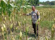 Perkuat Ketahanan Pangan Desa, Polsek Labuapi Turun Langsung Dampingi Petani Merembu