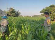 Memperkuat Ketahanan Pangan Desa, Bhabinkamtibmas Polsek Labuapi Dampingi Petani Kuranji Dalang