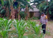 Sinergi Polsek Labuapi dan Petani Karang Bongkot Memperkuat Ketahanan Pangan Nasional