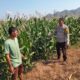 Bhabinkamtibmas Polsek Kempo Pantau Lahan Jagung Warga, Dukung Ketahanan Pangan Menuju Indonesia Emas
