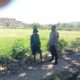 Dukung Ketahanan Pangan Nasional, Bhabinkamtibmas Desa Pemasar Tinjau Langsung Perawatan Sawah Warga