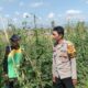 Dukung Ketahanan Pangan Nasional, Bhabinkamtibmas Kelurahan Lempeh Sambangi Warga Penggiat Tanaman Hortikultura