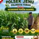 Polisi Polsek jenu Polres Tuban Turun ke Ladang, Dampingi Petani Jagung Dukung Ketahanan Pangan