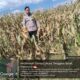 BHABINKAMTIBMAS DESA O’O CEK KESIAPAN LAHAN JAGUNG JELANG PANEN RAYA SERENTAK