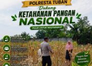 Polri Dukung Astacita, Polsek Semanding Polresta Tuban Turun Cek Tanaman jagung milik Warga di Desa Kowang