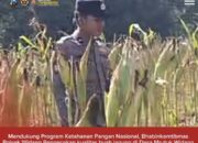 Cek Kualitas Buah Jagung Siap Panen, Polsek Widang Polresta Tuban Dukung Astacita