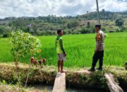 Dukung Ketahanan Pangan Nasional, Bhabinkamtibmas Desa Kerekeh Sambangi Petani Padi dan Dorong Perawatan Tanaman Optimal