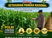 Polisi Polsek jenu Polres Tuban Turun ke Ladang, Dampingi Petani Jagung Dukung Ketahanan Pangan