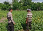 Bhabinkamtibmas Desa Pamanto Sambangi Petani dan Pantau Pertumbuhan Tanaman Kacang Kedelai