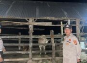 Gelar Patroli KRYD Dini Hari, Polsek Sekotong Sasar Area Kandang Ternak Warga di Cendi Manik