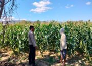 Bhabinkamtibmas Desa Cempi Jaya Sambangi Petani, Imbau Warga Tidak Gunakan Jaring Kawat Beraliran Listrik