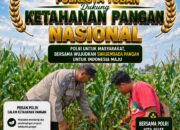 [07.52, 12/8/2026] Deni Tuban Jatim: Polsek Soko Polresta Tuban Turun Langsung Cek Tanaman Jagung Warga