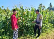 Bhabinkamtibmas Desa Jurumapin Sambangi Petani dan Pantau Pertumbuhan Tanaman Jagung