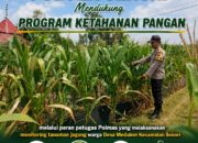 DUKUNG PROGRAM ASTA CITA KETAHAN PANGAN, ANGGOTA POLSEK KEREK POLRESTA TUBAN TURUN KE LAHAN PETANI