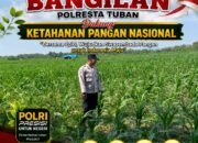 MONITORING KETAHANAN PANGAN TANAMAN JAGUNG