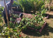 Dukung Program Asta Cita Ketahanan Pangan, Bhabinkamtibmas Desa Pelat Dorong Warga Manfaatkan Lahan Produktif