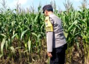Polri Dukung Astacita, Polsek Grabagan Polresta Tuban Turun Cek Tanaman jagung milik Warga di Desa Grabagan
