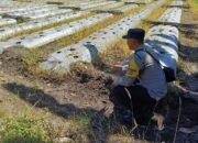 Dorong Pemanfaatan Pekarangan dan Lahan Produktif, Bhabinkamtibmas Desa Karang Dima Sambangi Petani Tomat