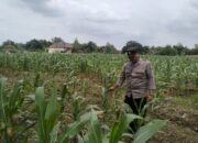 Polsek Bangilan Terus Bergerak Dukung Ketahanan Pangan Tanaman Jagung