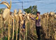 AIPTU CUCUK SUMULYONO DAMPINGI KADES NGAMPELREJO PANEN JAGUNG, WUJUD NYATA SINERGI POLRI DAN MASYARAKAT BANCAR