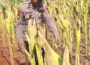 Bhabinkamtibmas Polsek Widang Monitoring Pertumbuhan Jagung