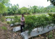 Dukung Petani Kembangkan Hortikultura, Bhabinkamtibmas Desa Jurumapin Sambangi Kebun Cabai di Agro Tamase