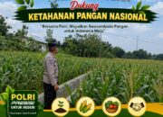 Polri dukung progam Astacita, Polsek Jatirogo Polresta Tuban Turun Cek Tanaman jagung Warga di Desa Kebonharjo