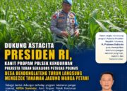 POLSEK KENDURUAN POLRESTA TUBAN DUKUNG PROGRAM KETAHANAN PANGAN NASIONAL MELALUI PENGECEKAN TANAMAN JAGUNG WARGA