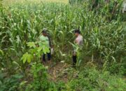 Polsek Tambakboyo Monitoring Lahan Jagung, Dukung Program Ketahanan Pangan