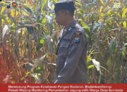 Mendukung Program Ketahanan Pangan, Bhabinkamtibmas Monitoring Pertumbuhan Jagung