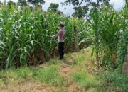 POLSEK TAMBAKBOYO POLRESTA TUBAN GELAR MONITORING KETAHAN PANGAN DI LAHAN JAGUNG