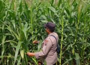 Polsek Tambakboyo Cek Lahan Jagung Warga, Dukung Swasembada Pangan Nasional