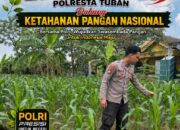 Polsek Bangilan Dukung Ketahanan Pangan Nasional Melalui Monitoring Tanaman Jagung
