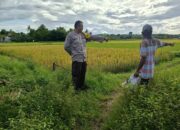 Dukung Ketahanan Pangan Nasional, Bhabinkamtibmas Desa Ngeru Sambangi Petani Padi di Dusun Kalijaga