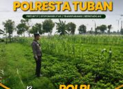 Polsek Tuban Dukung Ketahanan Pangan, Pantau Perkembangan Lahan Pertanian Warga