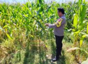 Dukung Ketahanan Pangan, Bhabinkamtibmas Desa Labuhan Burung Sambangi Petani dan Ajak Manfaatkan Lahan Produktif