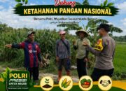 BHABINKAMTIBMAS DESA PACING POLSEK PARENGAN POLRESTA TUBAN SAMBANG PETANI UNTUK MENDUKUNG KETAHANAN PANGAN DAN ASTACITA PRESIDEN RI
